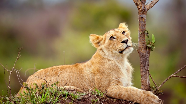 природа животные львица
