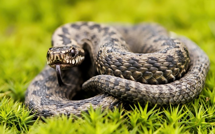 змея пресмыкающееся трава