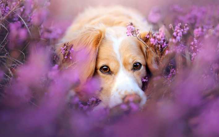 собака мордочка полевые цветы