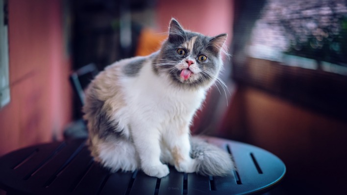 кот язык
