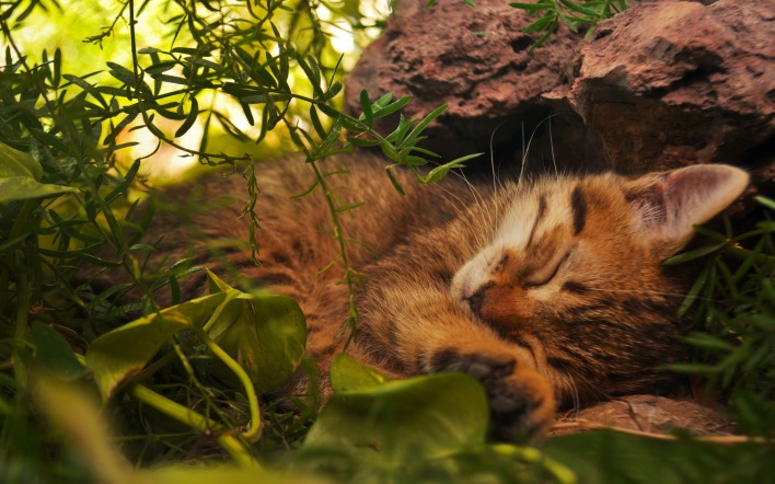 природа животные кот спящий