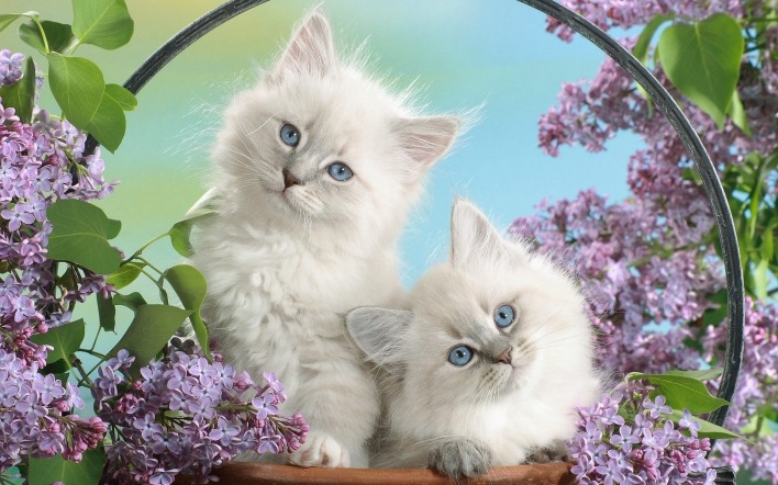природа животные кот цветы белый