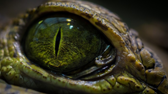 рептилия глаз макро