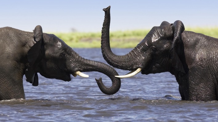 природа, слоны, дружба