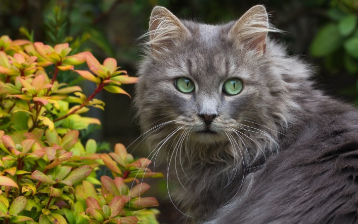 кот зеленые глаза природа