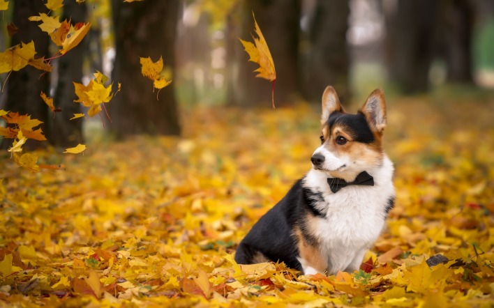 собака листва осень