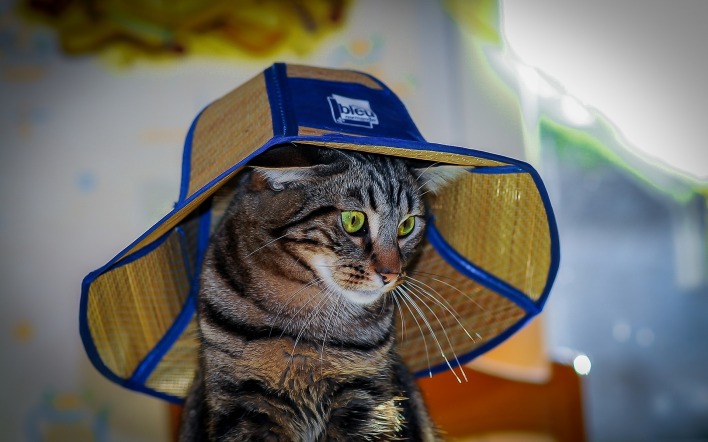 кот соломенная шляпа