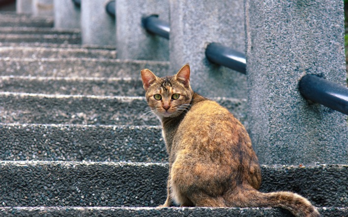 кот лестница мелкозернистый бетон