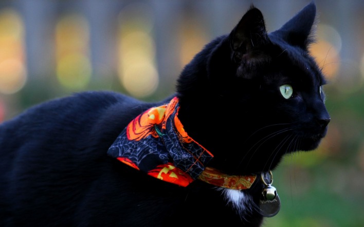черный кот повязка глаза