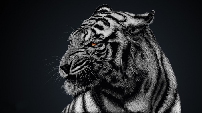 белый тигр черный фон