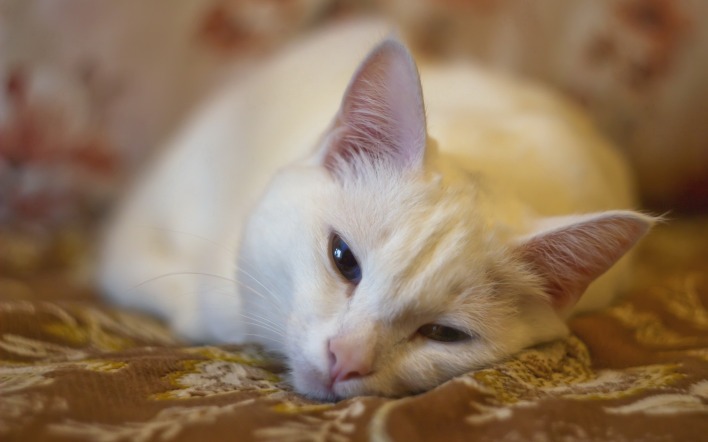 кошка сонная белая