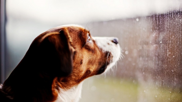 пес,окно,дождь