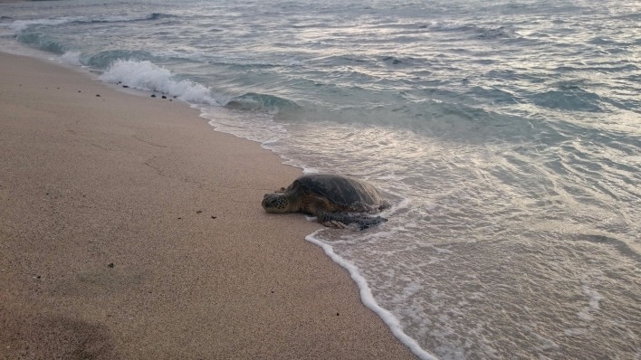 черепаха, гавайи, море