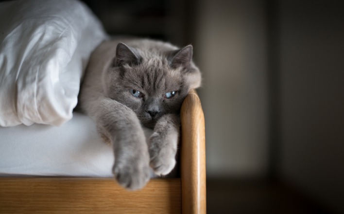 кошка кровать одеяло