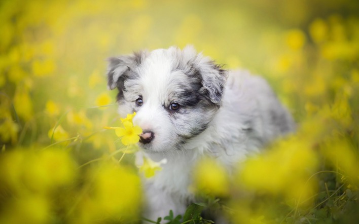 собака цветы поле