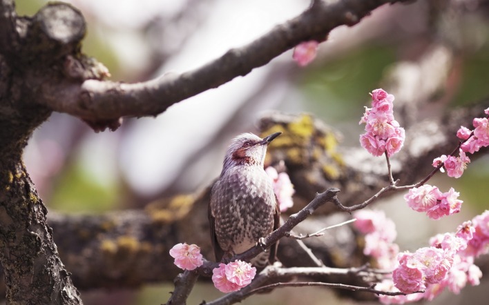 птица цветы дерево весна