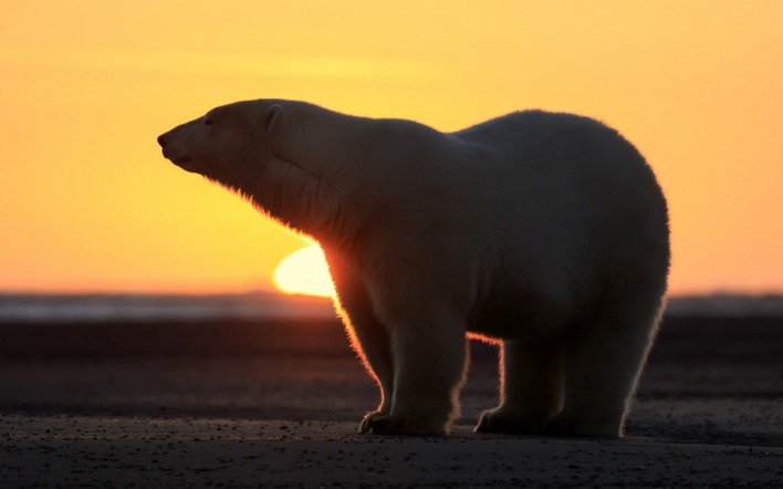 белый медведь рассвет