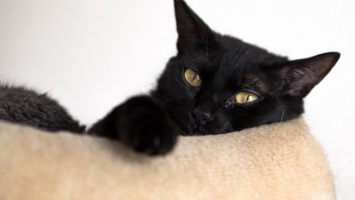 черная кошка взгляд глаза