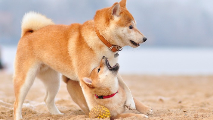 Собаки Сиба-ину песок игра