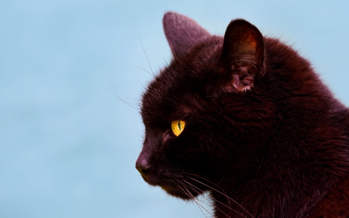 черный кот профиль взгляд