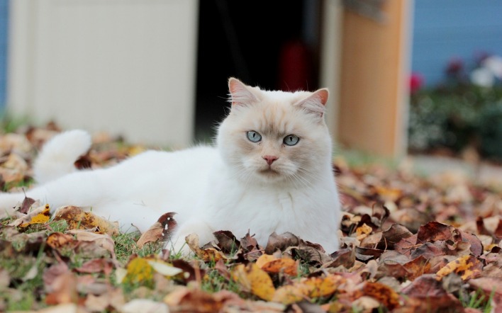 кошка листва осень