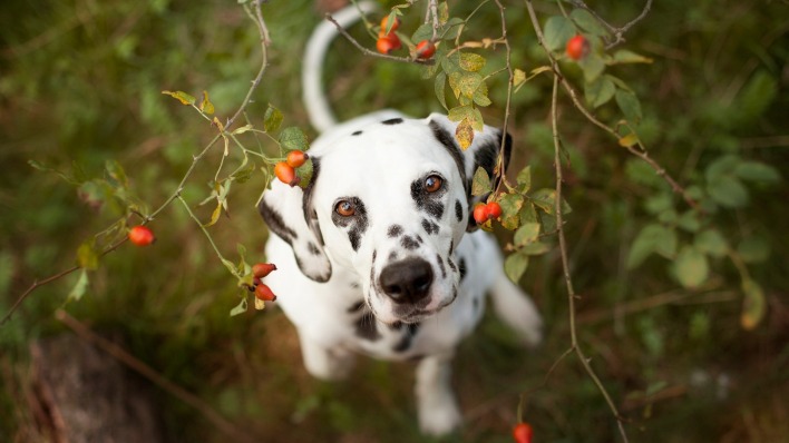 далматинец собака деревья