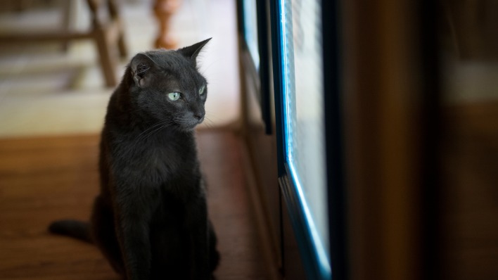 кот черный окно