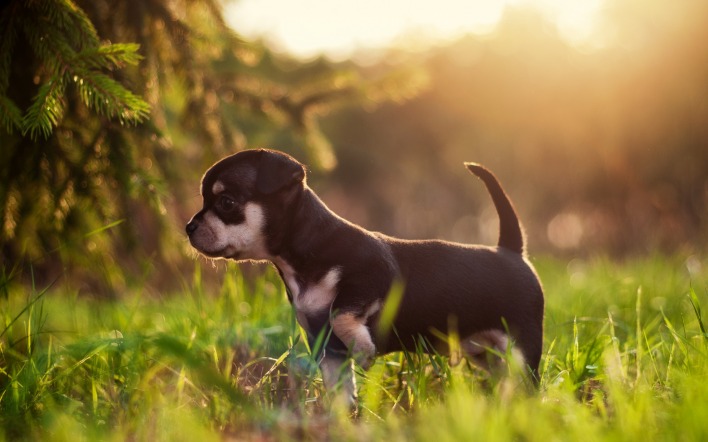 щенок собака трава