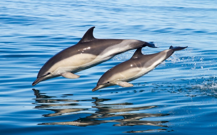 Дельфины прыжок
