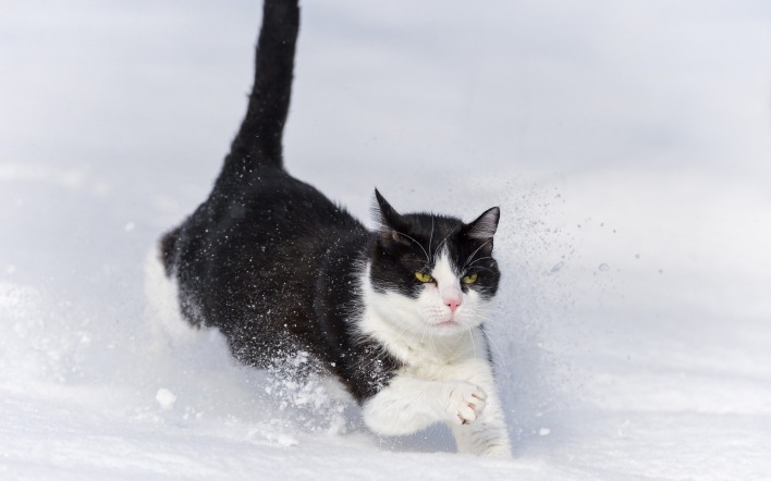 кот снег черно-белый