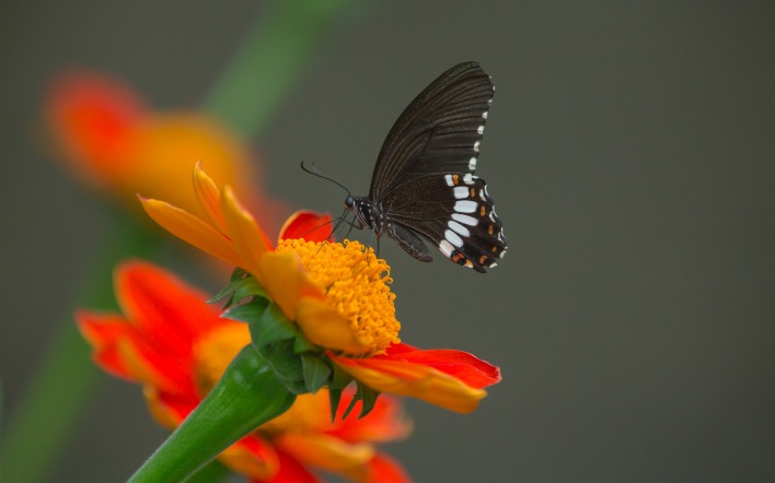 бабочка черная цветок макро