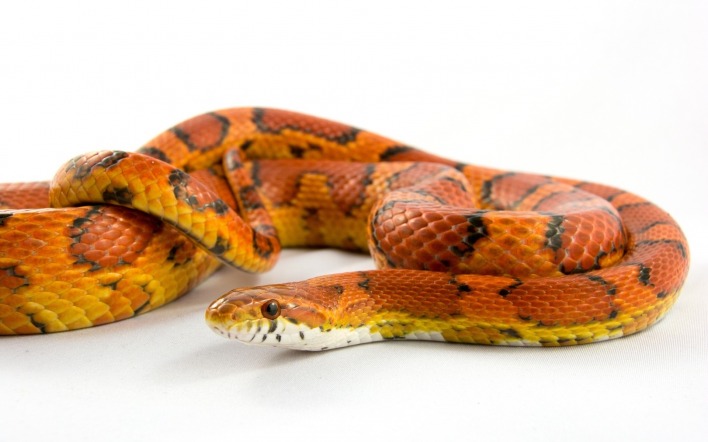 змея пятнистая оранжевая