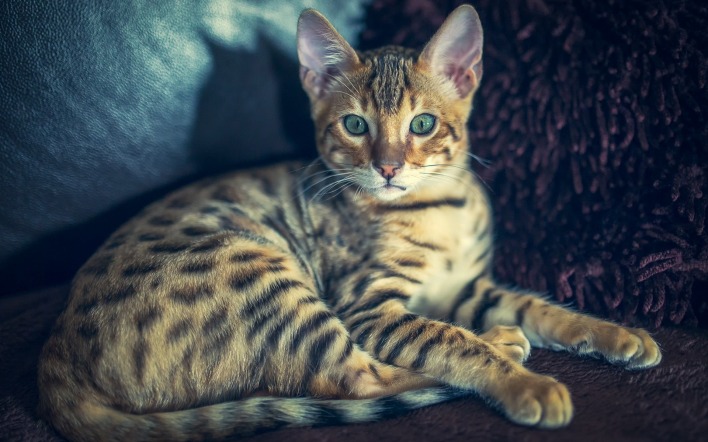 бенгальская кошка окрас морда