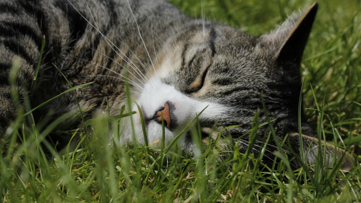 кошка спит трава блаженство
