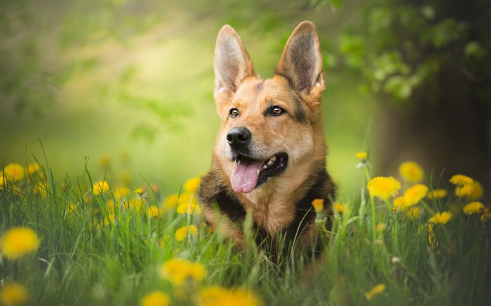 собака овчарка цветы трава