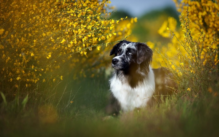 бордер-колли собак трава кусты