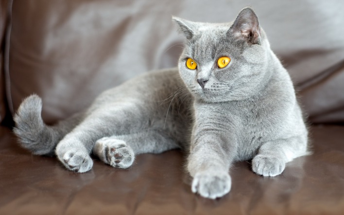 британский кот глаза диван