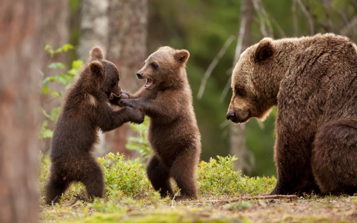 медвежата игра медведь лес деревья