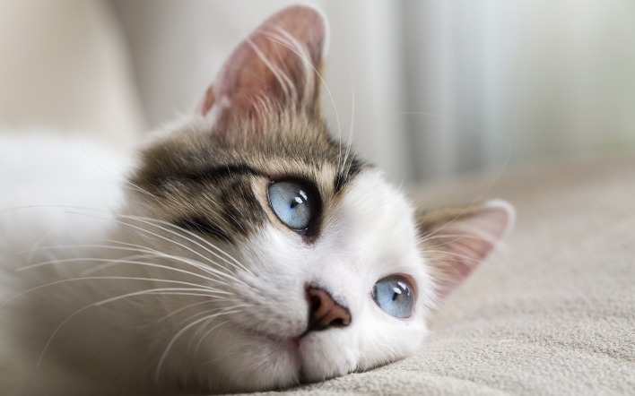 котенок голубые глаза диван
