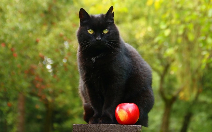 кошка глаза яблоко деревья