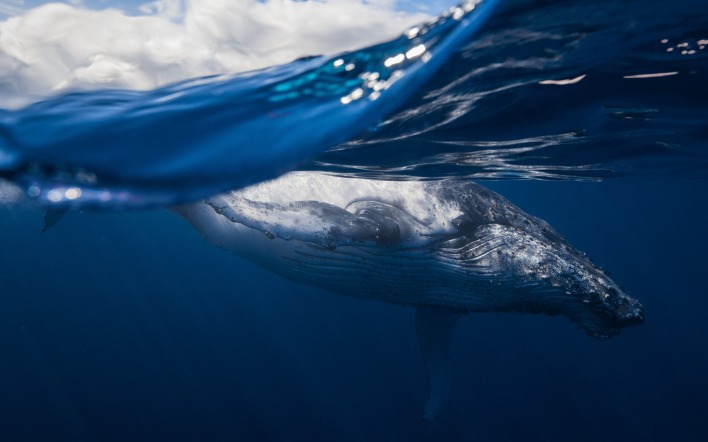 волна кит море под водой