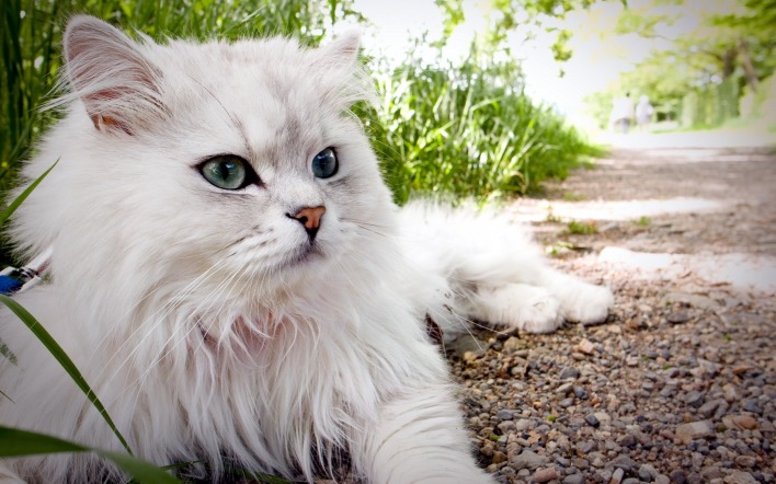 кот белый земля трава пушистый