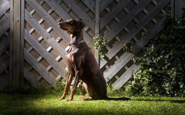 собака доберман на газоне забор