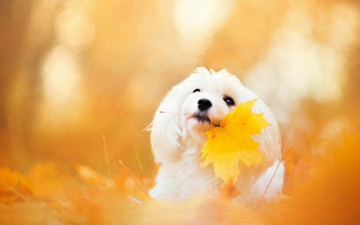 собака белая осень листок