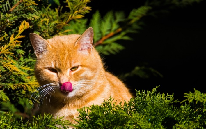 кот рыжый язык можжевельник