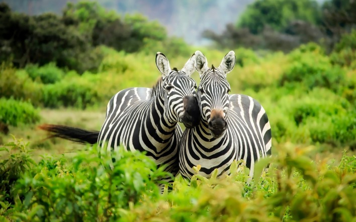 зебры дикие животные заросли деревья