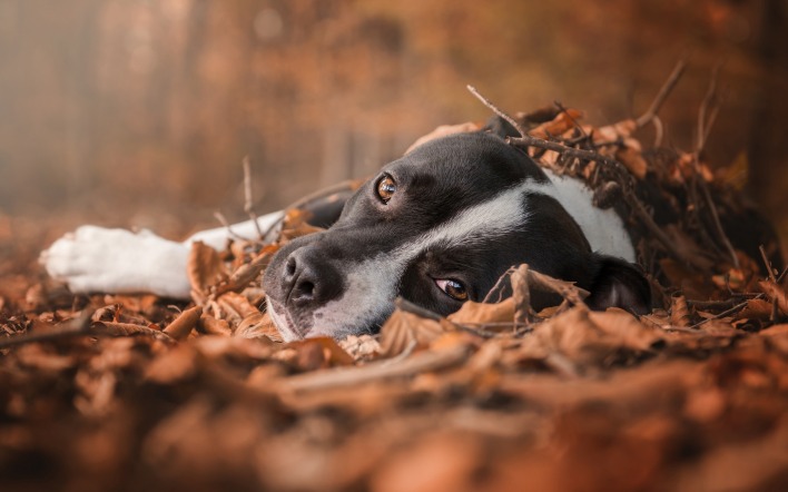 собака листва осень лес