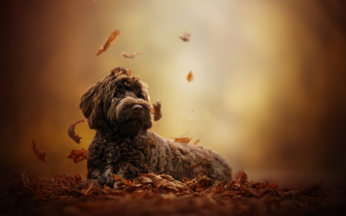 собака листья осень