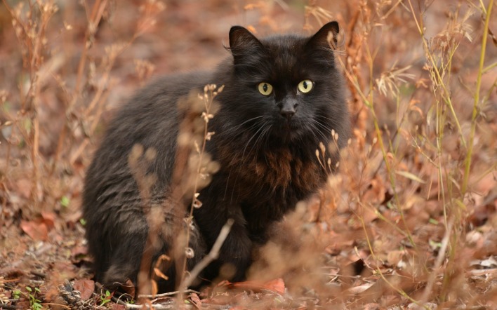 кошка черная трава взгляд глаза пушистая