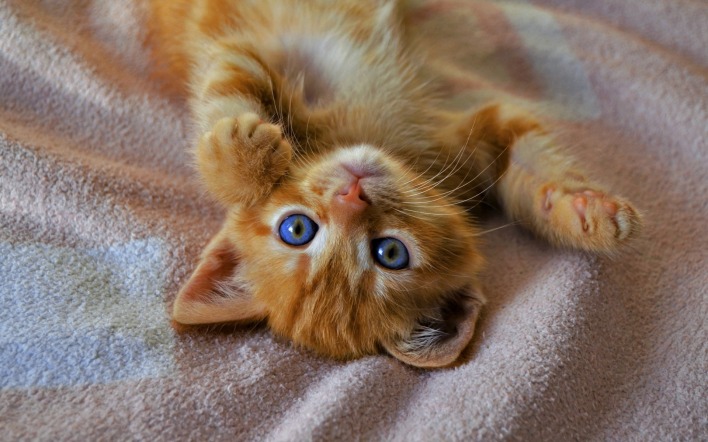рыжий котенок голубые глаза мордочка плед